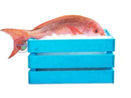 Redsnapper مرجان