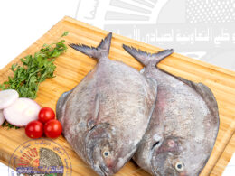 Black pomfret زبيدي أسود