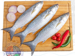 Gray mullet بياح