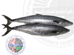 King fish (S)l خباط (Whole fish Approx. 1.5 kg)
