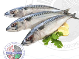 Sardine عومة