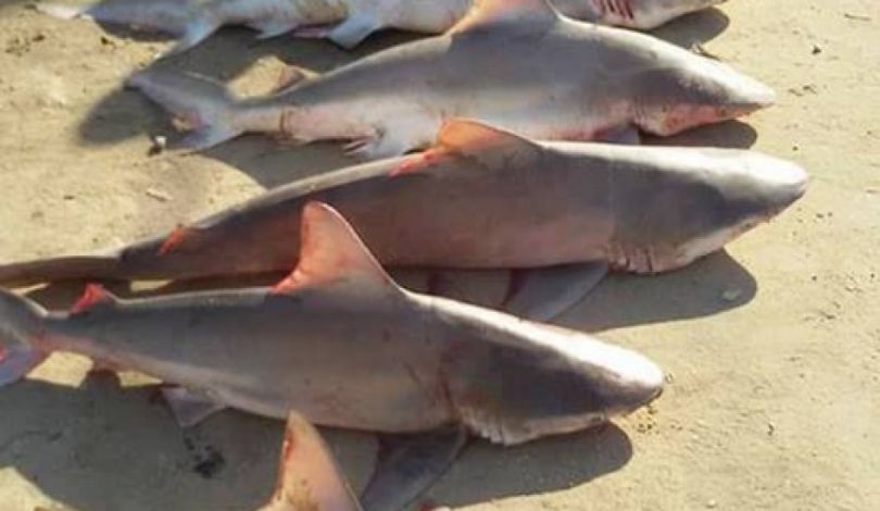 Shark (S) جرجور صغير