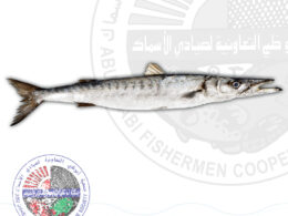 Barracuda (L) جد كبير