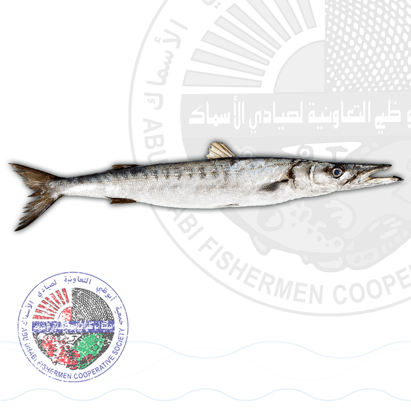 Barracuda (L) جد كبير