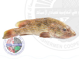 Hamour (L) هاموركبير (Whole fish Approx. 4kg)