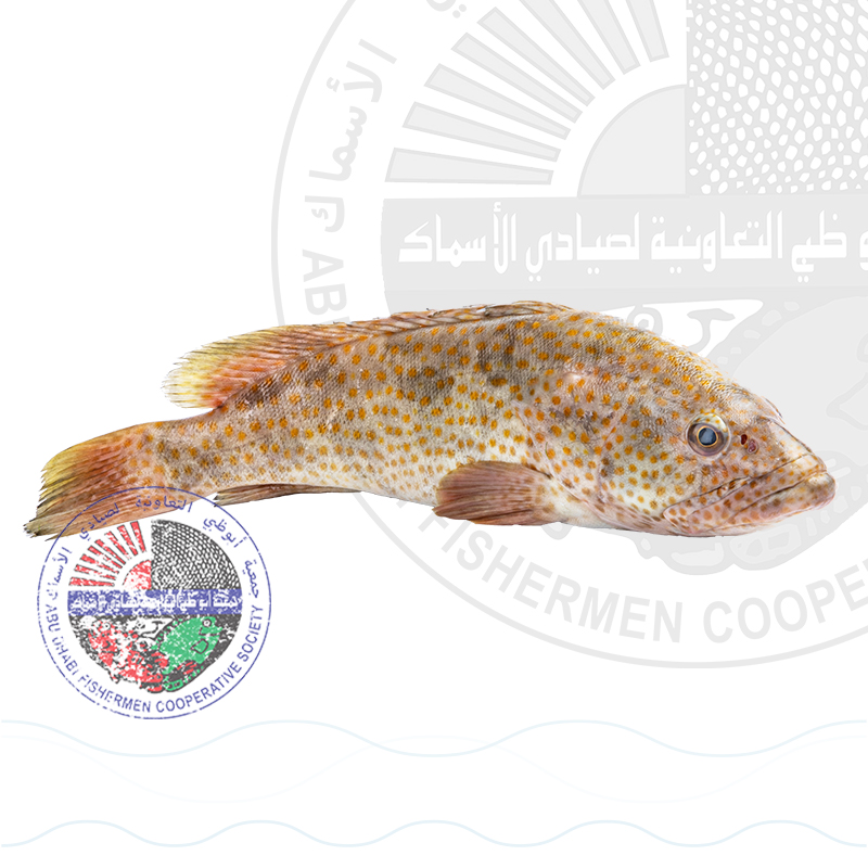 Hamour (L) هاموركبير (Whole fish Approx. 4kg)