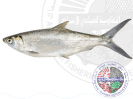 Milk fish عيفة