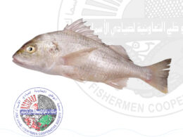 Nagroor نقرور