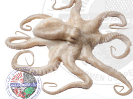 Octopus أخطبوط