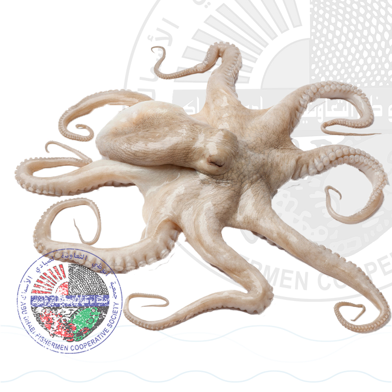 Octopus أخطبوط
