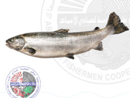Salmon 2/3 سلمون (Whole fish Approx. 2.5kg)