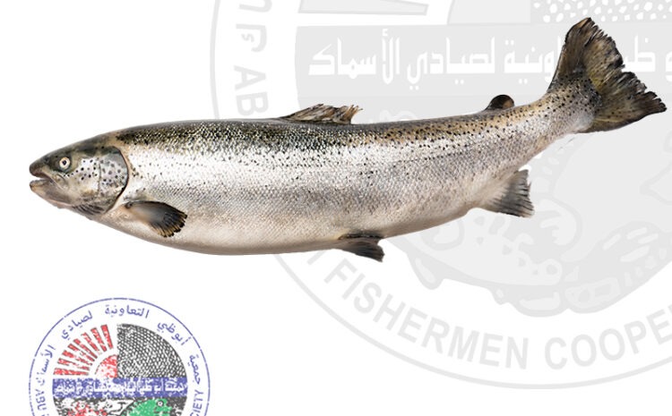 Salmon 2/3 سلمون (Whole fish Approx. 2.5kg) – Freshsamak
