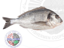 Silver Seabream سبيطي