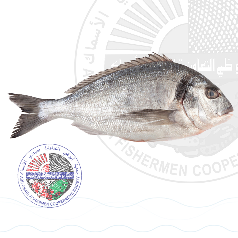 Silver Seabream سبيطي