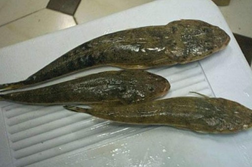 wahar وحر